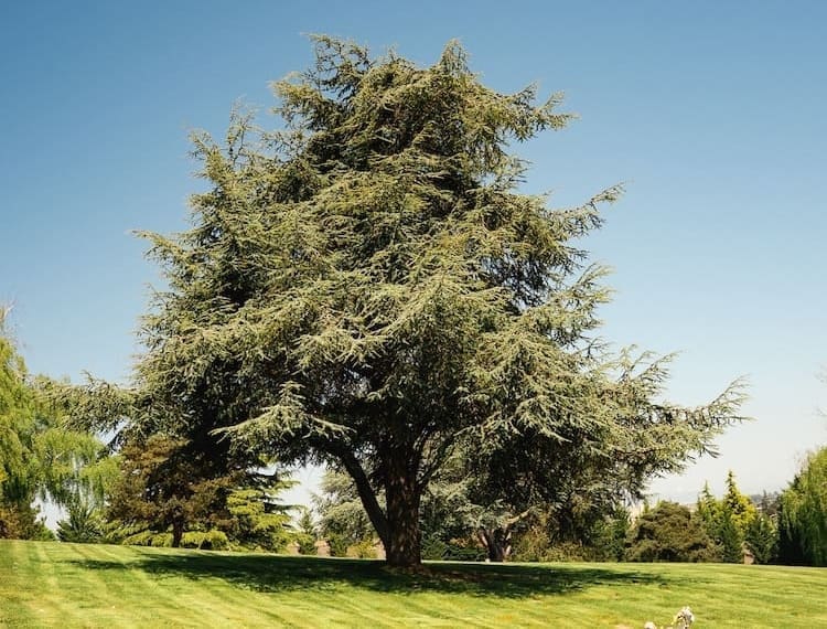Un gran cedro se alza solitario sobre un césped verde y bien cortado, un lugar que suele elegirse como escenario tranquilo para los servicios funerarios, con un cielo azul claro y otros árboles visibles al fondo.