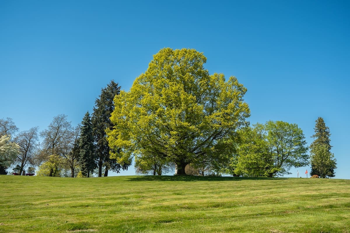 A large leafy tree, stands in the middle of a green grassy field at Washington Memorial Park Seattle cemetery, surrounded by a few smaller trees under a clear blue sky.