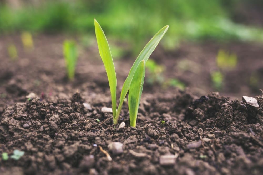 Dos pequeños brotes verdes que surgen de un suelo oscuro y húmedo, rodeados de una vegetación difusa al fondo, que simbolizan la renovación y la esperanza, valores que suelen asociarse a los servicios de cremación.
